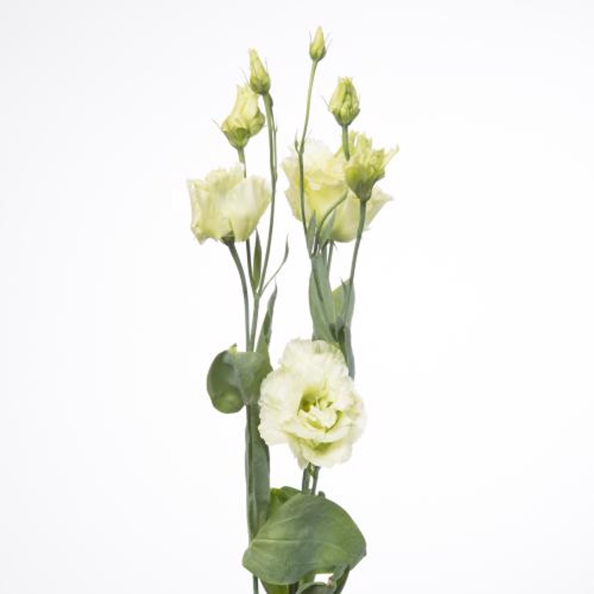 10x Eust.alissa green du 70cm