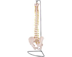 Anatomisch model van de wervelkolom, levensgroot model van het menselijk lichaam, medisch model met hernia, lesmodel MedMod