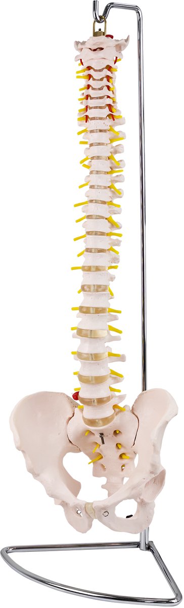 Anatomisch model van de wervelkolom, levensgroot model van het menselijk lichaam, medisch model met hernia, lesmodel MedMod