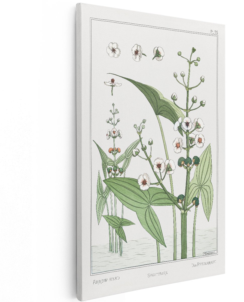 Artaza Canvas Schilderij Pijlkruid - 100x150 cm - Groot - Wanddecoratie Bloemen - Muurdecoratie Vintage - Decoratie Plant - Wit