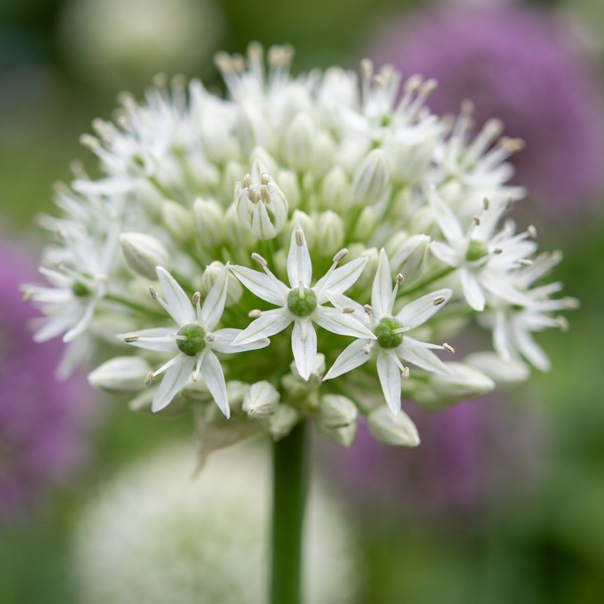 Green boutiQ - 12x Allium Mount Everest - Sierui - Wit - Zomerbloeier - Bolmaat 16/18