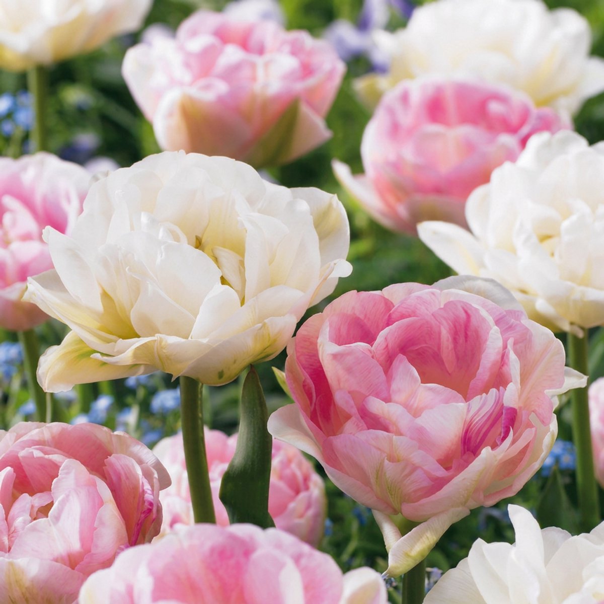 Green boutiQ - 48x Tulipa Double Sensation - Gevulde tulp - Diversen - Voorjaarsbloeier - Bolmaat 11/12