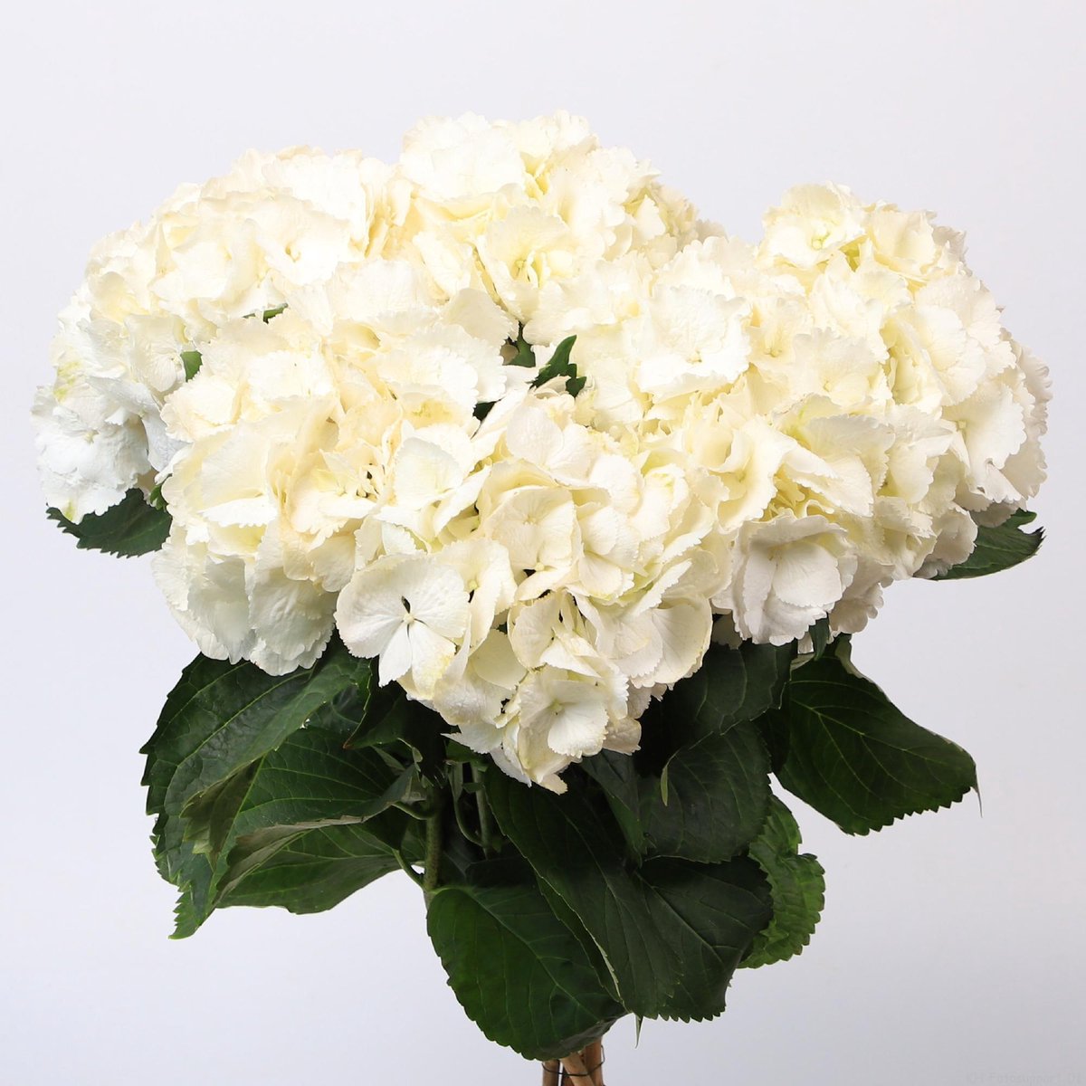 10x Hydr.schneeball 60cm