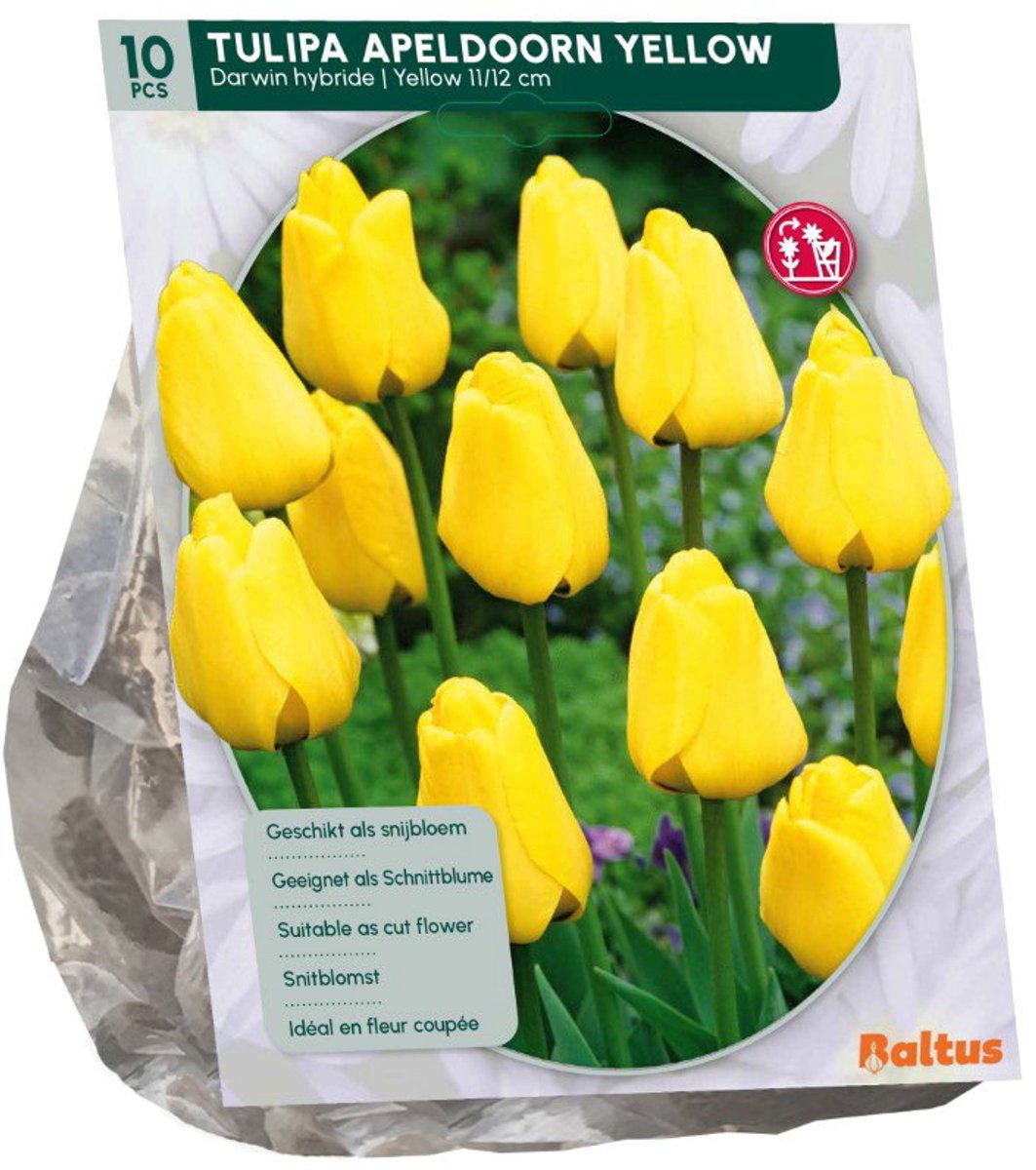 Tulipa Apeldoorn geel 10 stuks bloembollen Baltus