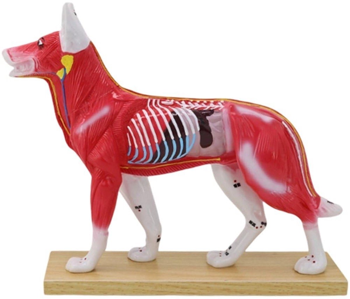 Anatomisch Model voor Dierenarts-Acupunctuur - Educatief Figuur voor Dierenartsstudenten