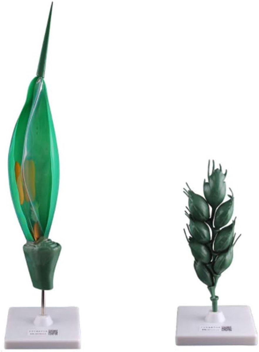 Tarwe Anatomiemodel - Plantenmodel Onderwijs - Lesgeven Biologie - Gedetailleerd PVC - 30 