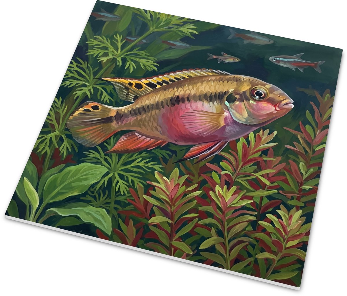 Tegeltje - Cichlide - Tropisch aquarium - 15x15 cm