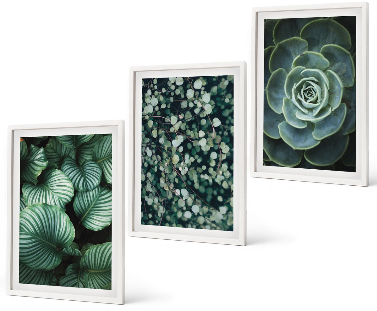 Coloray 3-Delige Schilderij Set - Groene Bladplanten En Stijlvolle Vetplanten - 40 x 60 - Wanddecoratie - Woonkamer Decoratie - Stijlvolle Muurdecoratie