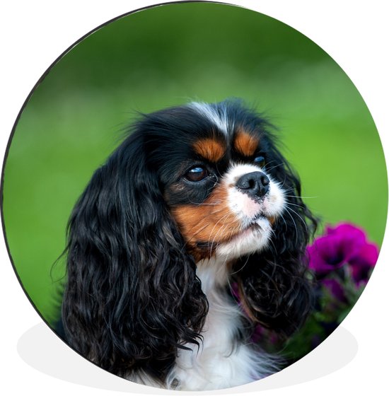 WallCircle - Wandcirkel - Muurcirkel - Cavalier King Charles-spaniël met paarse bloemen - Aluminium - Dibond - 30x30 cm - Binnen en Buiten