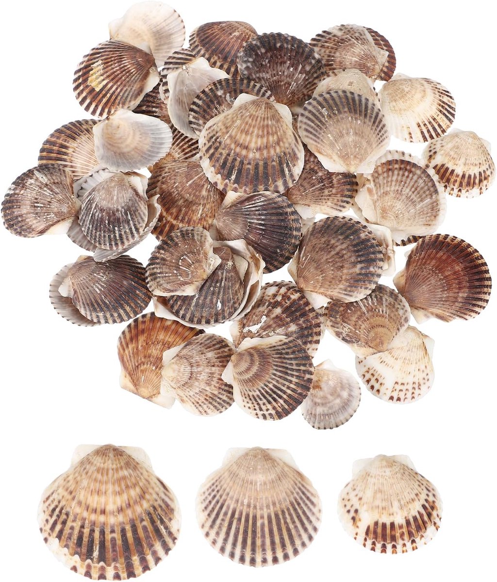 Capasanta 60 Stuks Schelpen 4,6 - 5,8 cm Natuurlijke Mosselen Groothandel voor DIY Schilderij Landschap Aquarium Thema Strand Party Bruiloft en Huisdecoratie Kleur Bruin