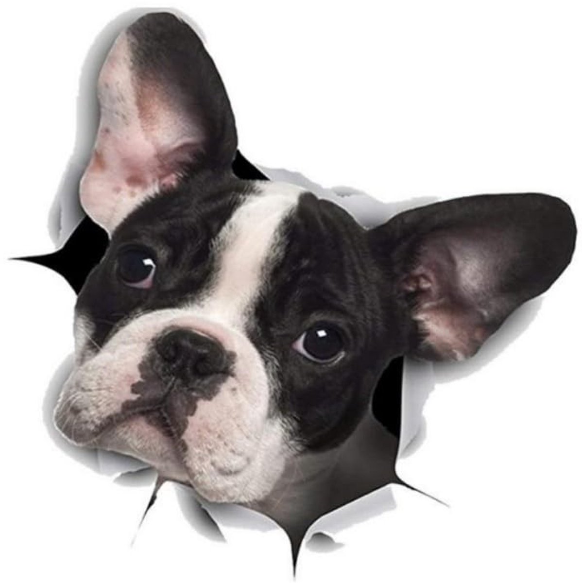 SolidKeus - 3D Stickers Franse Bulldog voor Auto en Laptop