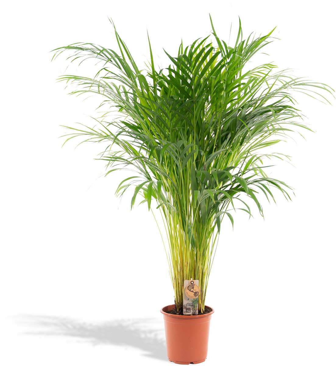 Areca palm - Ø21cm - 100cm