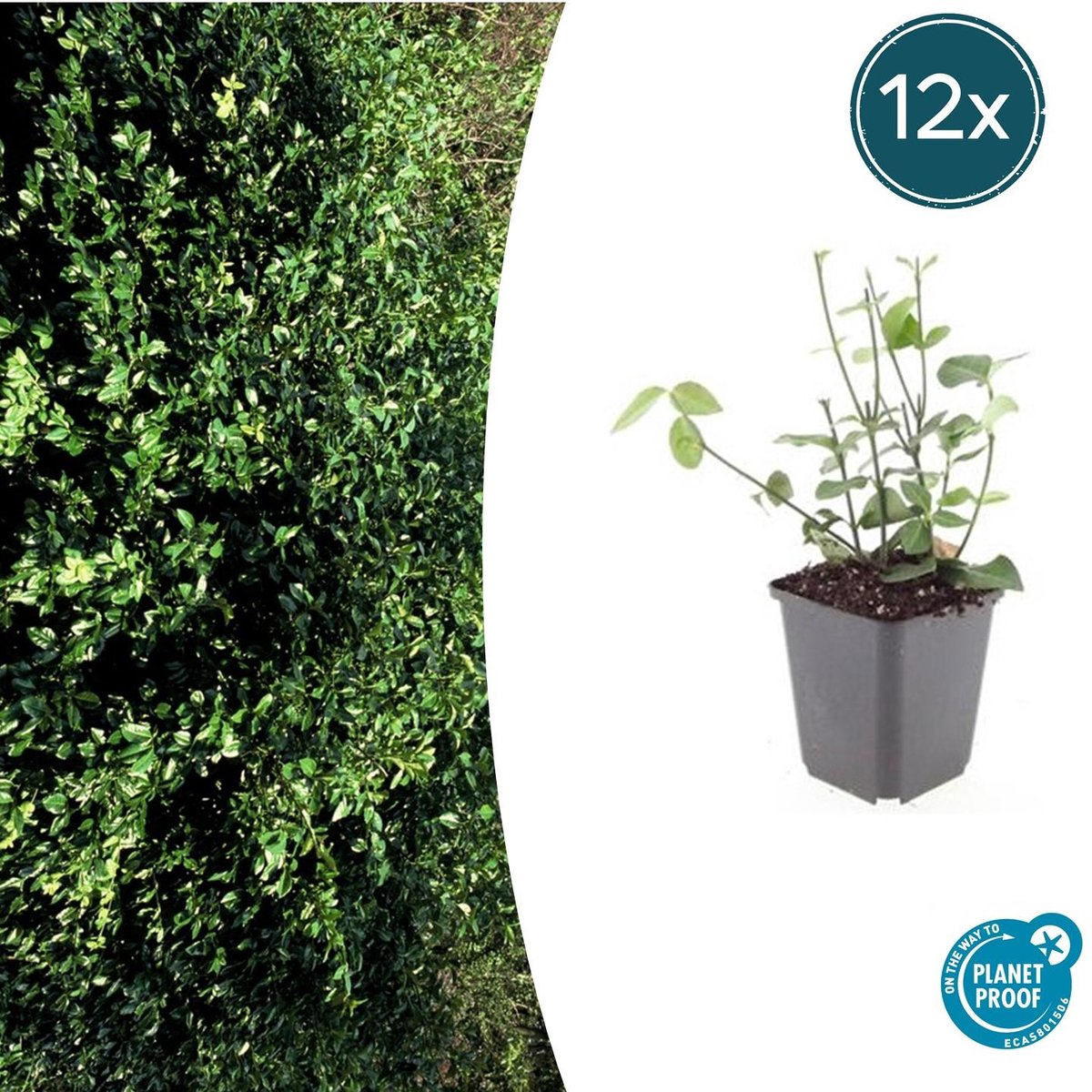 12x Euonymus fort. 'Coloratus' - 10-25cm - Ø9cm