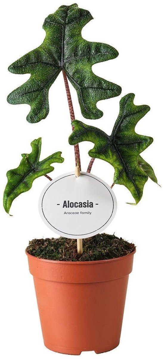 Alocasia Jacklyn - Ø12cm - 30cm