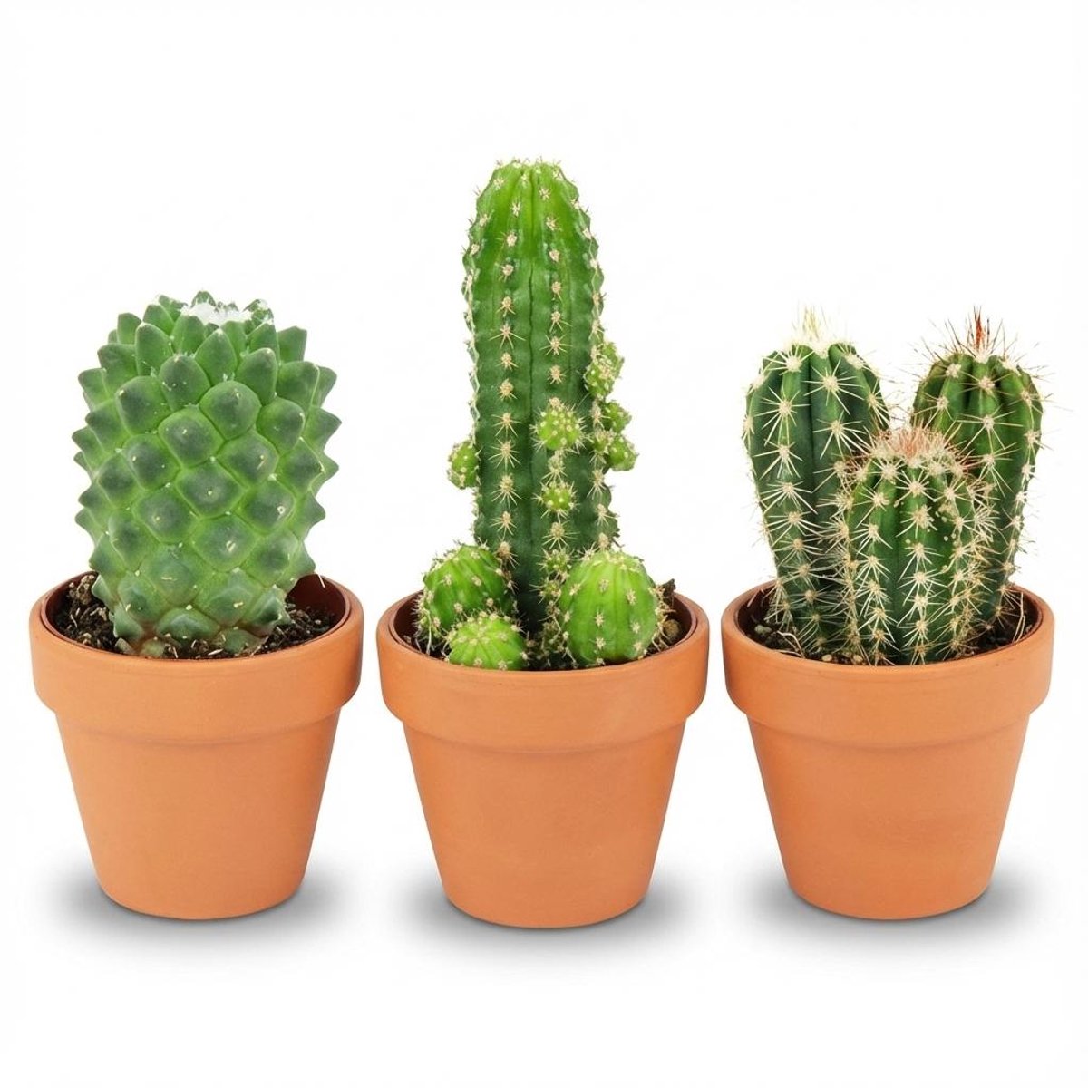 Mini Cactus Mix - 3 Stuks - Ø 8,1 cm - Hoogte: 5-10 cm - Terracotta Potten