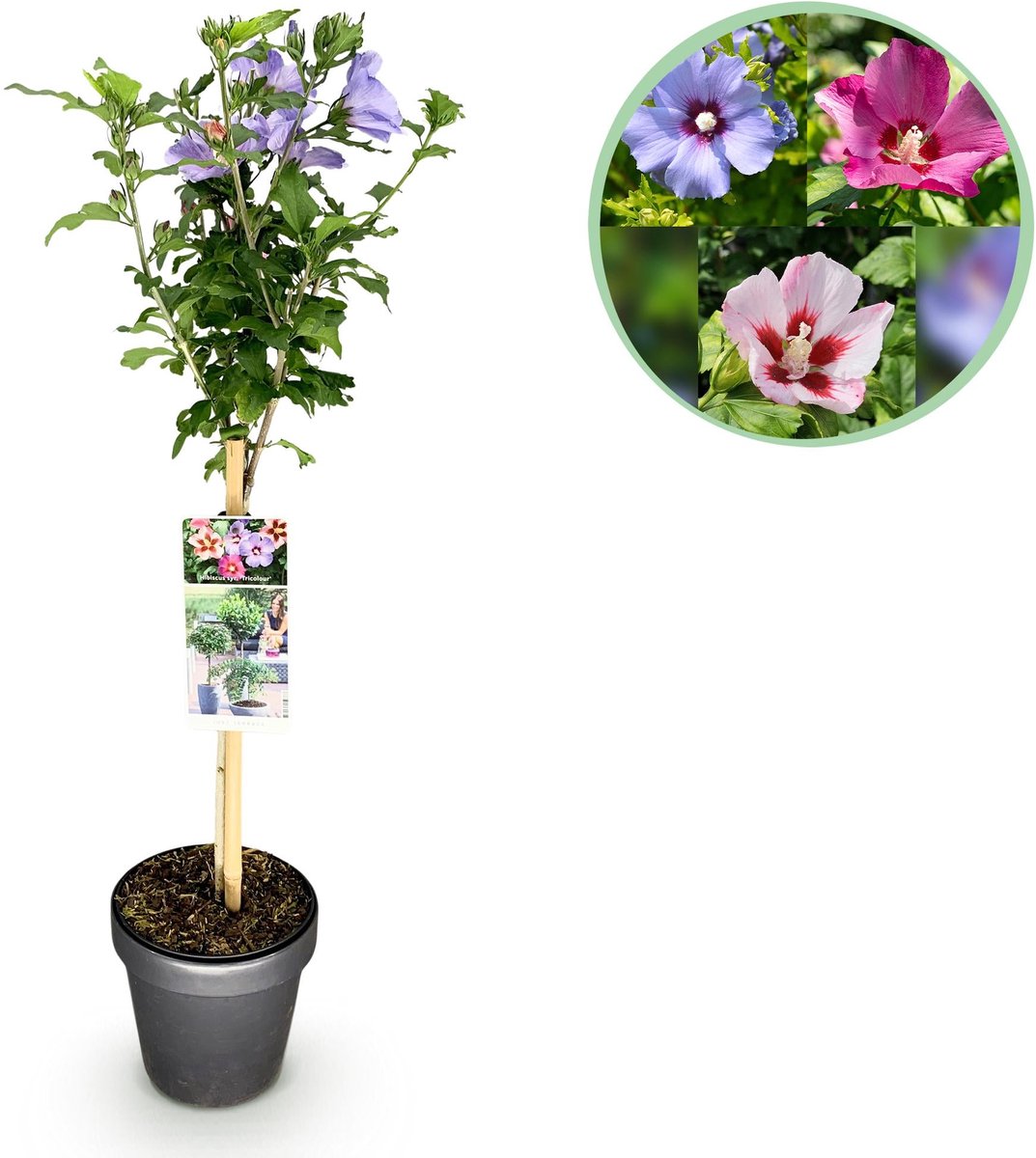 Plant op Stam - Hibiscus syriacus Tricolour - Terras Plant - Bladverliezend - Winterhard - Witte, Roze, Paarse Bloem - Pot 19cm Hoogte 90cm