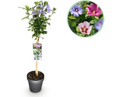 Plant op Stam - Hibiscus syriacus Tricolour - Terras Plant - Bladverliezend - Winterhard - Witte, Roze, Paarse Bloem - Pot 19cm Hoogte 90cm