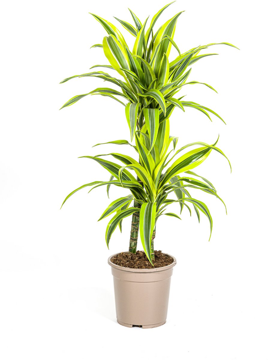 Dracaena Deremensis Lemon Lime Ø19cm - 70 - 90cm