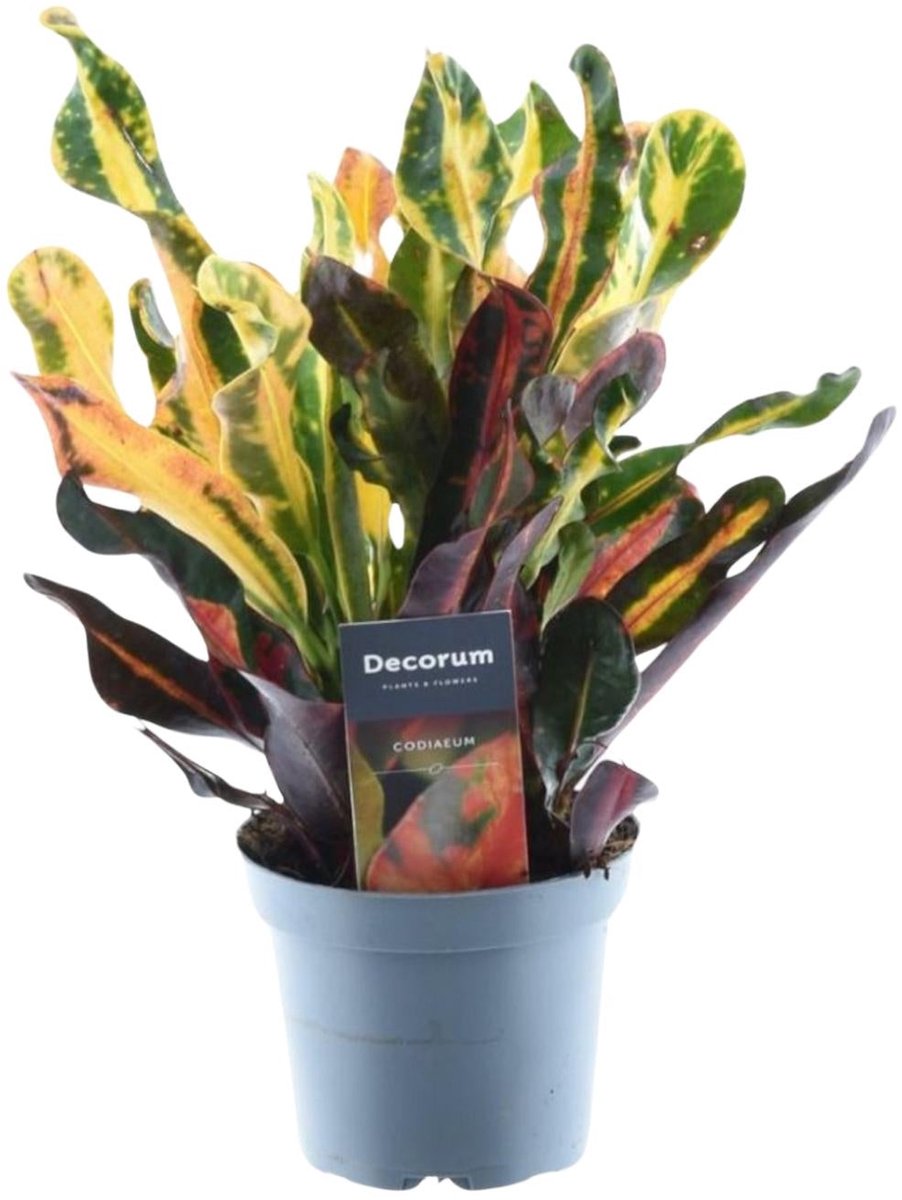 Codiaeum variegatum 'Mammi' - 30 cm - ø12