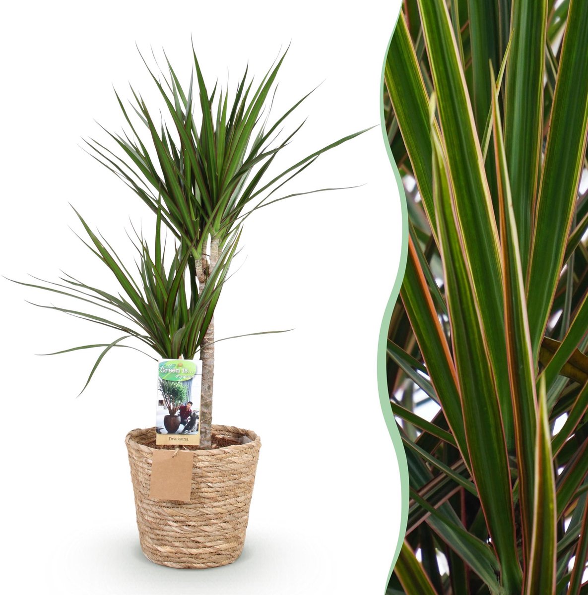 Green is... Kamerplanten - Dracaena Marginata - Drakenbloedboom - Weinig onderhoud - met mand - Groen - 1 Plant - Pot 21cm - Hoogte 90-100cm
