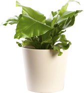 Plant in hydrocultuur systeem van Botanicly: Nestvaren met weinig onderhoud – in crème kleurig hydrocultuur sierpot – Hoogte: 30 cm – Asplenium Nidus