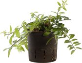 Plant in hydrocultuur systeem van Botanicly: Lippenstiftplant  met weinig onderhoud – Hoogte: 5 cm – Aeschynanthus