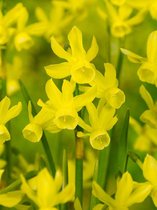 250x Narcissen 'Hawera'  bloembollen met bloeigarantie