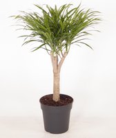 Kamerplant van Botanicly – Drakenboom – Hoogte: 80 cm – Dracaena Bicolour