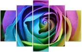 Trend24 - Canvas Schilderij - Kleurrijke Roos - Vijfluik - Bloemen - 150x100x2 cm - Meerkleurig