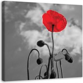 Trend24 - Canvas Schilderij - Poppy In Bloom - Schilderijen - Bloemen - 50x50x2 cm - Rood