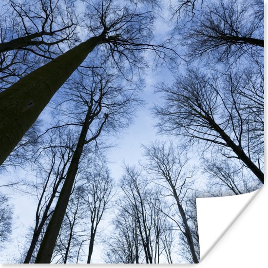 Poster Bos - Bomen - Lucht - 75x75 cm