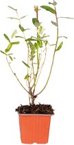 Salix Integra'Hakuro-Nishiki' - Wilg --Buitenplant - Winterhard - ⌀12 cm - ↕25-35 cm