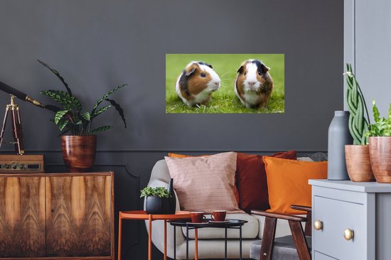 Stickers muraux - Film autocollant - Deux cochons d'Inde - 80x40 cm - Film adhésif - Stickers muraux chambre d'enfant - Papier peint autocollant - Papier peint autocollant - Film autocollant