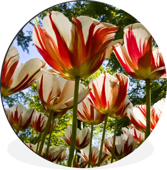 WallCircle - Wandcirkel - Muurcirkel - Een tuin met rood met witte tulpen - Aluminium - Dibond - ⌀ 90 cm - Binnen en Buiten