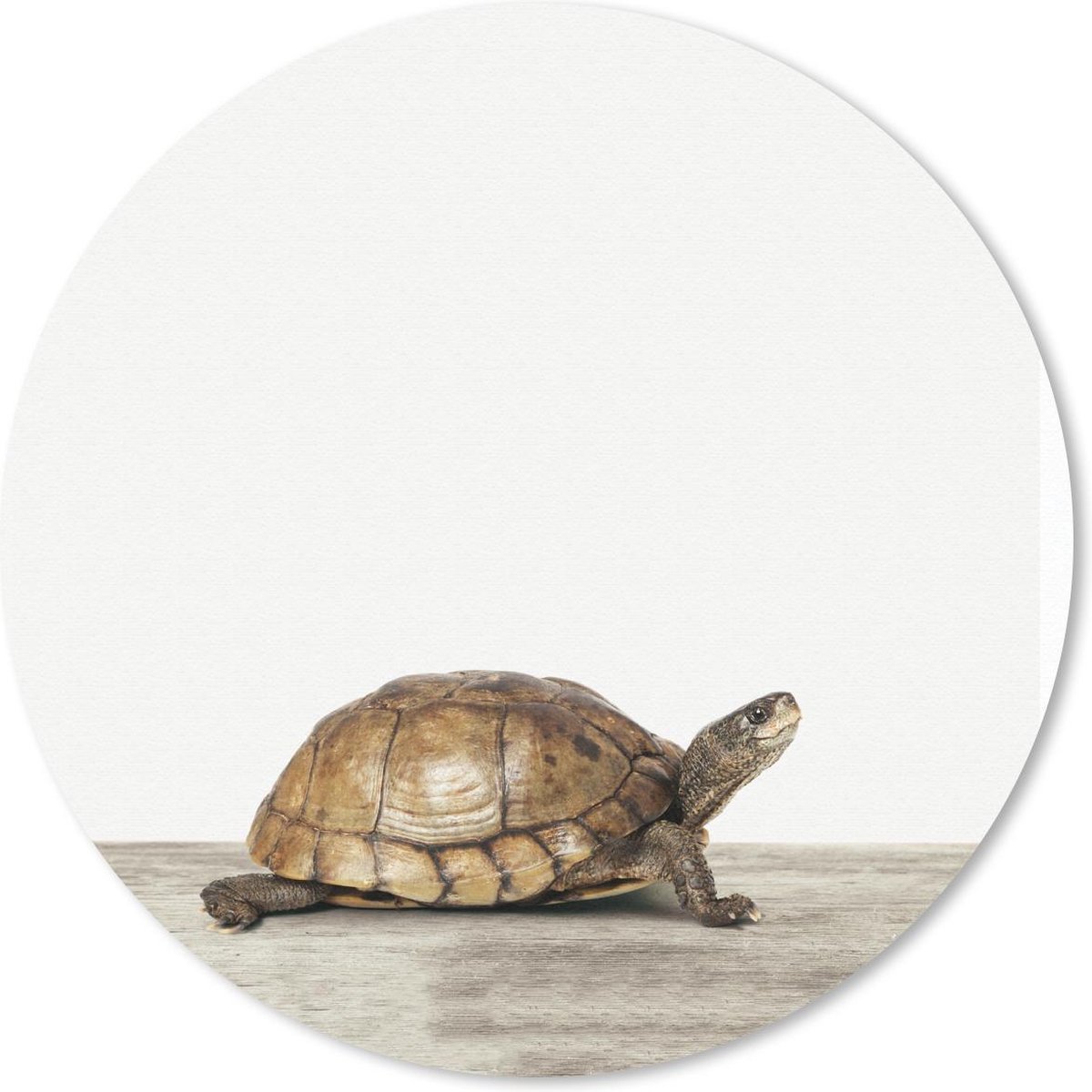 Muismat rond 30x30 cm - Mousepad Dieren - Schildpad - Wit - Ronde muismatten
