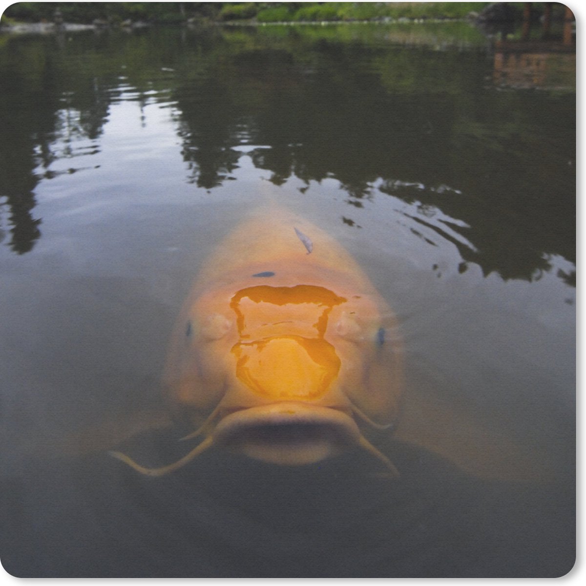 Muismat 30x30 cm - Mousepad Een gigantische koi karper in het water - Muismatten