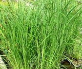 Zwarte Zegge (Carex nigra) - Vijverplant - 3 losse planten - Om zelf op te potten - Vijverplanten Webshop