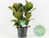 Kamerplant van Botanicly – Rubberboom – Hoogte: 50 cm – Ficus elastica