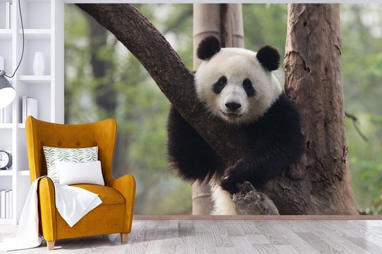 Papier peint - Papier peint photo Panda - Arbre - Forêt - Largeur 390 cm x hauteur 260 cm