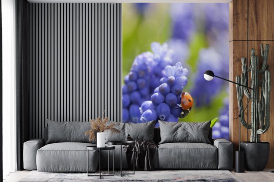 Coccinelle sur jacinthe de raisin dans un champ de fleurs 160x240 cm