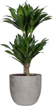 Dracaena fragans compacta in Mica sierpot Jimmy (lichtgrijs) ↨ 60cm - hoge kwaliteit planten