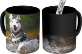 Magische Mok - Foto op Warmte Mokken - Koffiemok - Husky in het water - Magic Mok - Beker - 350 ML - Theemok