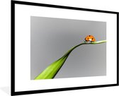 Fotolijst incl. Poster - Lente lieveheersbeestje op gras - 120x80 cm - Posterlijst