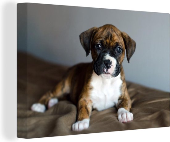 Canvas Schilderij Boxer puppy ligt op een kussen - 30x20 cm - Wanddecoratie