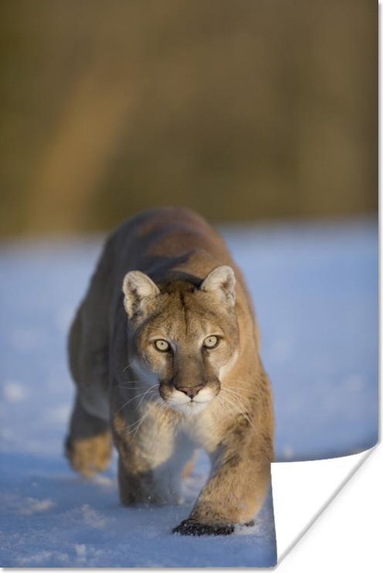 Poster Puma dans la neige 40x60 cm - Tirage photo sur Poster (décoration  murale) | bol.com