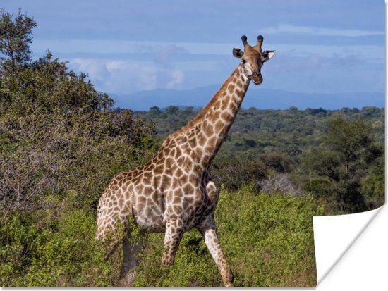 Giraffe in de natuur Poster 120x90 cm - Foto print op Poster (wanddecoratie woonkamer / slaapkamer) / Afrika Poster