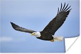 Poster Amerikaanse zeearend - Adelaar - Vliegend - Vogels - 90x60 cm