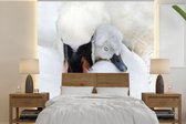 Behang - Fotobehang Close-up van zwaan met jong - Breedte 220 cm x hoogte 220 cm