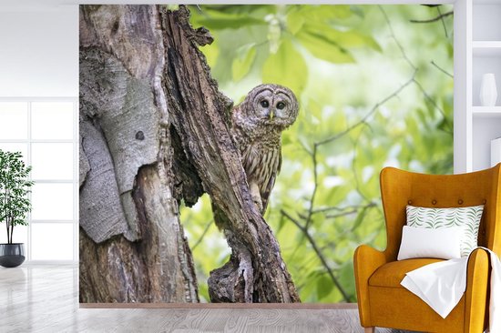 Papier peint photo peint photo vinyle - Chouette fauve rayée largeur 375 cm x hauteur 300 cm - Tirage photo sur papier peint (disponible en 7 tailles)