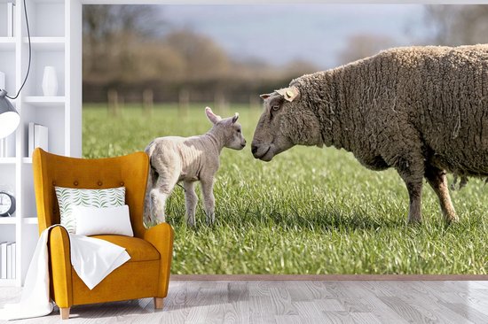 Papier peint photo vinyle - Mouton salue son agneau dans la prairie largeur 390 cm x hauteur 260 cm - Tirage photo sur papier peint (disponible en 7 tailles)